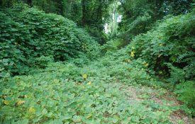 Kudzu growing in a wooded area.