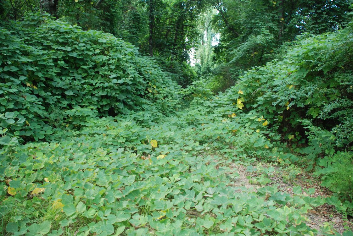 Kudzu growing in a wooded area.