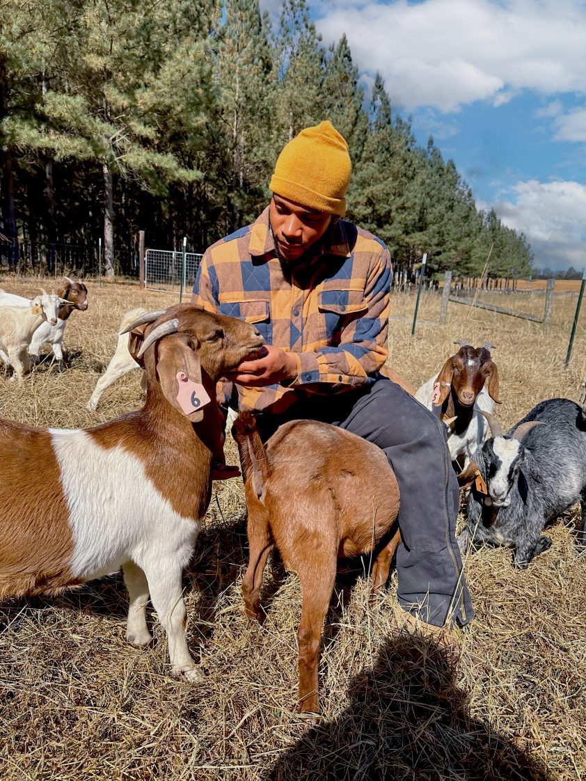 Daivon Allen pictured with Extension research goats at Alabama A&M.