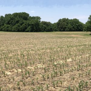 Corn Field replanted due to wireworm damage