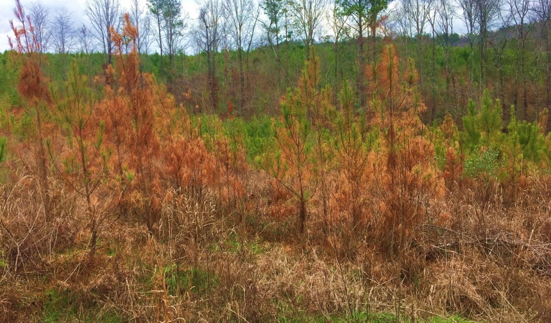 Figure 1. Loblolly pine plantation infected with diplodia tip blight in Upson, Georgia.