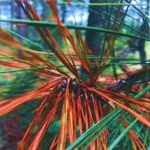 Figure 2A. Disease symptoms and reproductive structures showing (A) classic tip blight symptoms expressed by the loblolly pine trees.