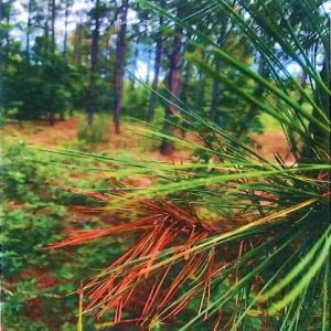 Figure 2A. Disease symptoms and reproductive structures showing (A) classic tip blight symptoms expressed by the loblolly pine trees.