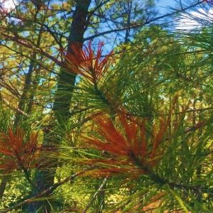 Figure 2A. Disease symptoms and reproductive structures showing (A) classic tip blight symptoms expressed by the loblolly pine trees.