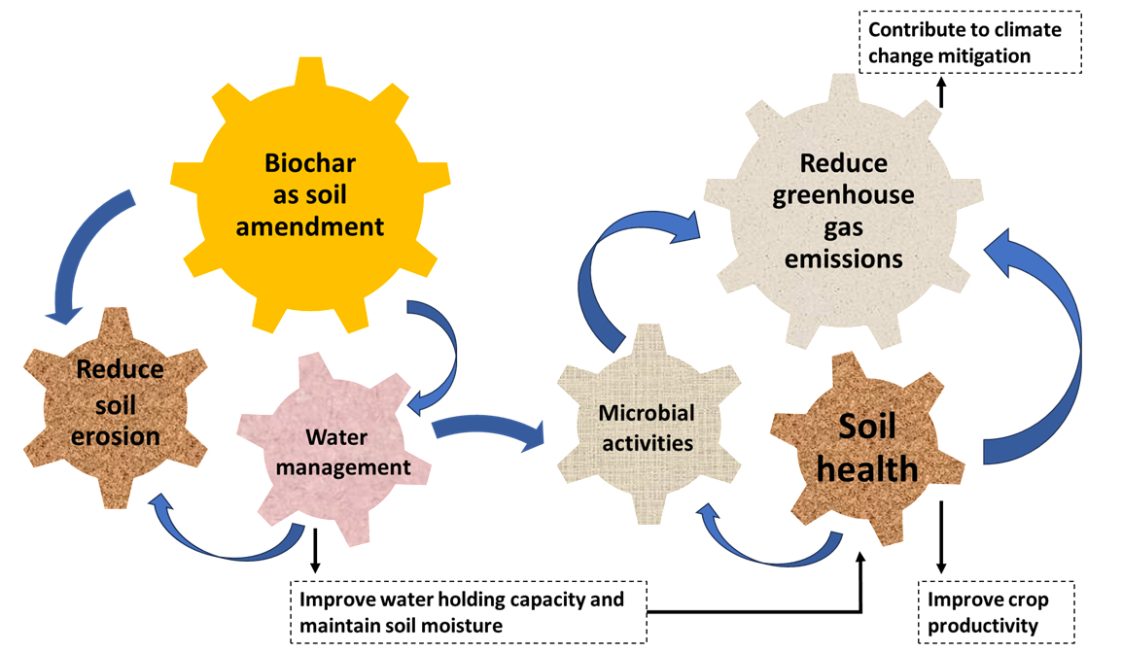 A diagram showing a cycle of biochar when it is added as a soil amendment.