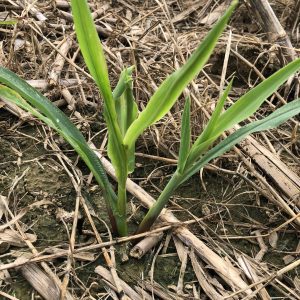 Likely stinkbug damage on a corn plant.