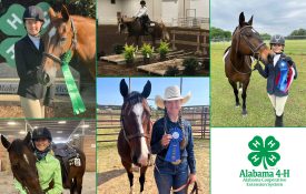 A collage of past Alabama 4-H State Horse Show winners holding their ribbons and standing near their horses.