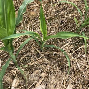 Suckered plant showing symptoms of below ground insect damage
