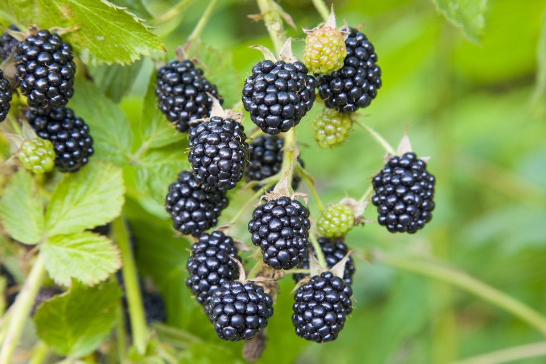 A group of ripe blackberries growing on a plant.