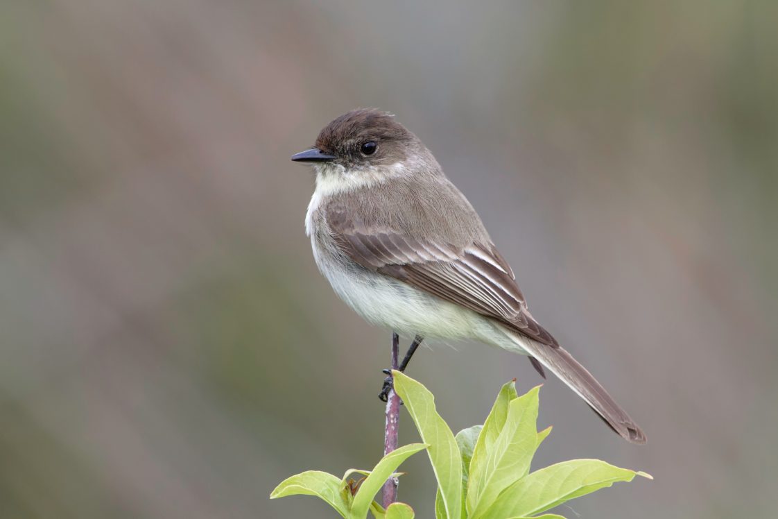 An eastern phoebe perched on a branch.