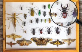 An insect collection with many different species.