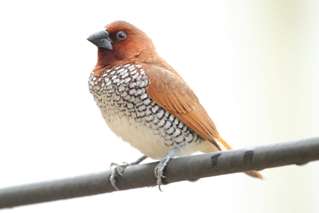 A scaly-breasted munia perched on a branch.