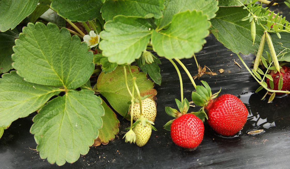 strawberries on a strawberry plant