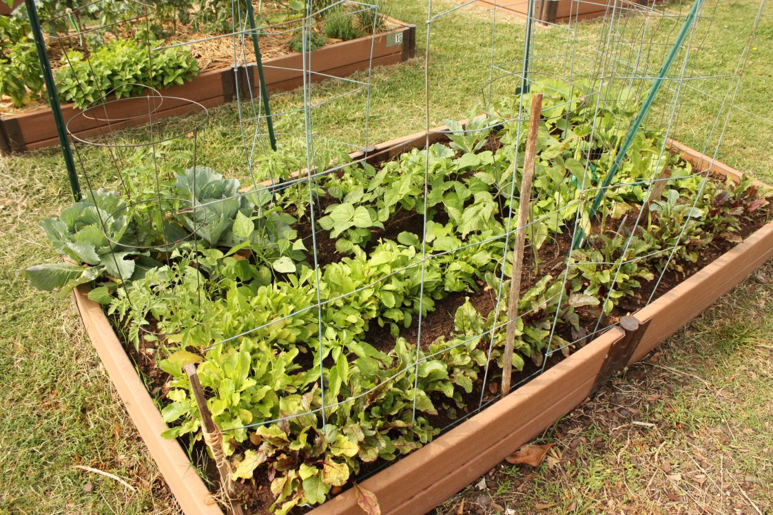 A raised bed garden with many plants growing in it.