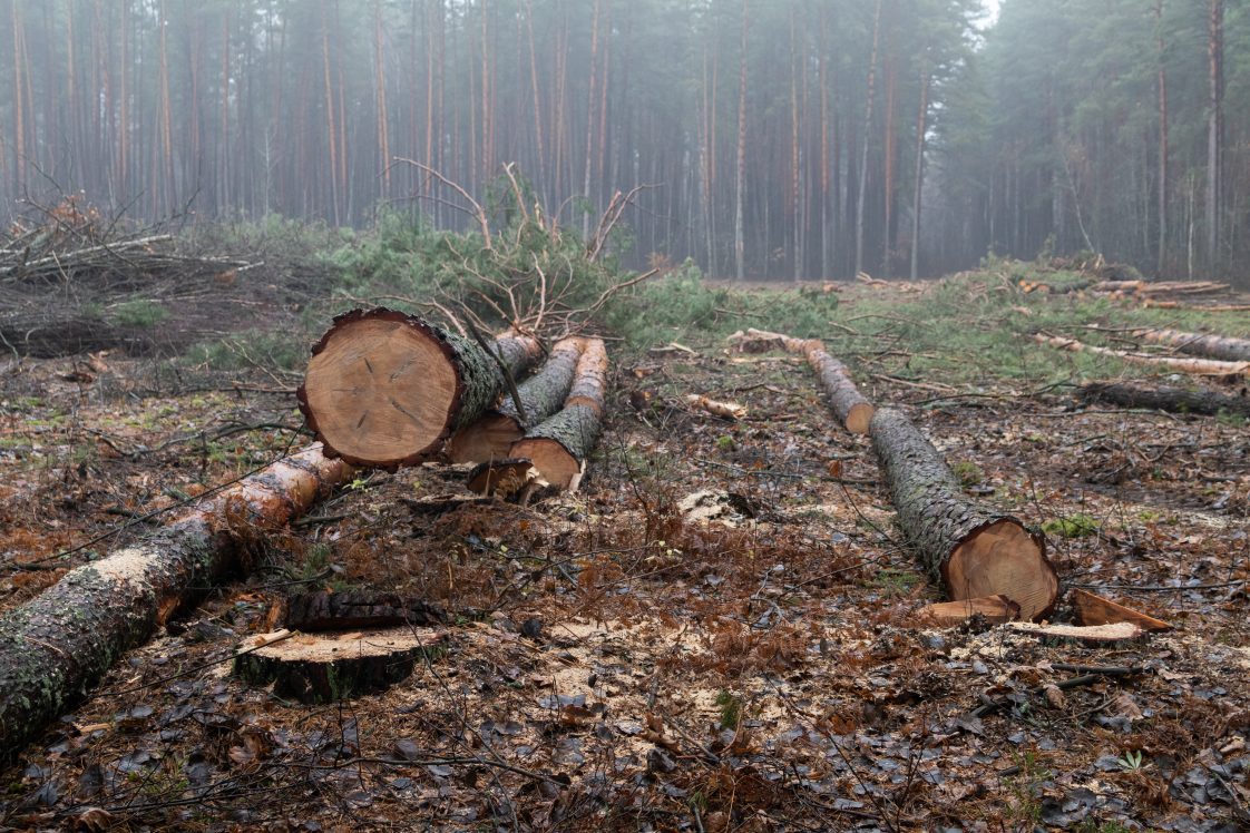 Figure 2. Tree harvesting and destructive sampling by separating tree components into different piles: main stem, branches, leaves.