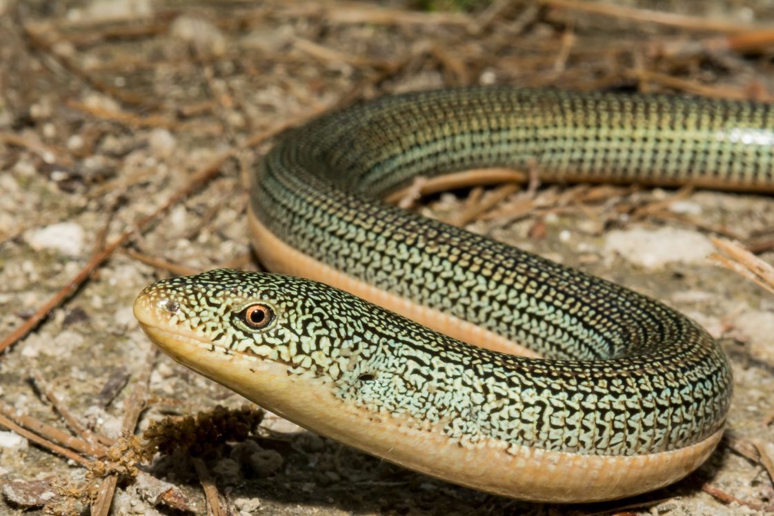 Eastern Glass Lizard