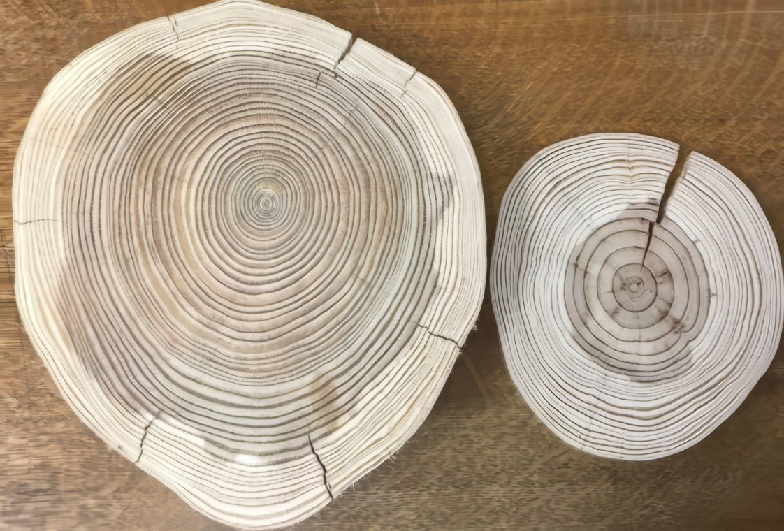 Figure 3. Woody disks sampled from an urban Honey locust (Gleditsia triacanthos) tree were destructively sampled (the left disk was derived from the main stem, and the right disk was derived from a large branch). These disks were oven dried, and their dry weight was measured.