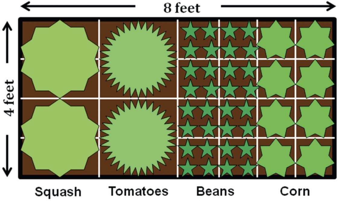 Figure 1. Example of blocking planting—vegetable spacing and grouping
