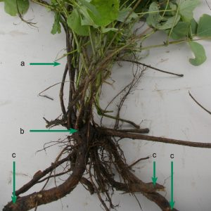 Figure 3. Kudzu vines (a) originate from the root crown (b). The tubers (c) are storage organs found beneath the root crowns.
