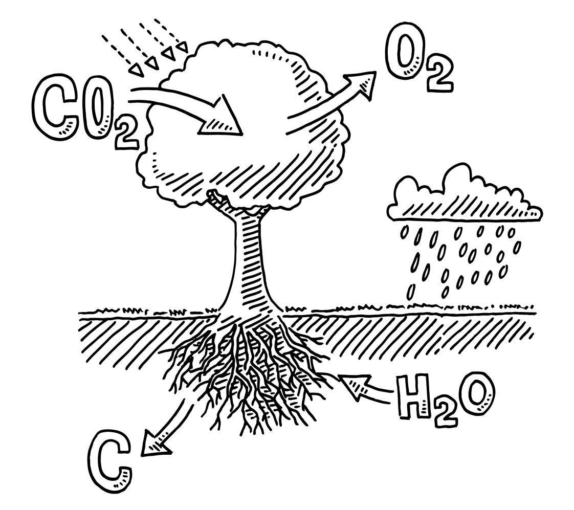 Figure 4. The biological process of photosynthesis during which trees absorb carbon dioxide from the atmosphere to produce the energy needed for tree growth.