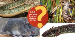 An image collage of four Alabama creatures (eastern glass lizard, eastern woodrat, limpkin, and lesser siren) with the following text "Can you name these four Alabama animals?"