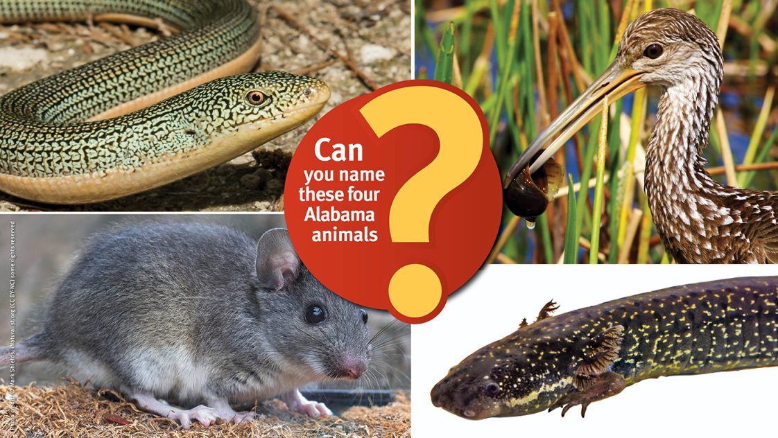An image collage of four Alabama creatures (eastern glass lizard, eastern woodrat, limpkin, and lesser siren) with the following text "Can you name these four Alabama animals?"