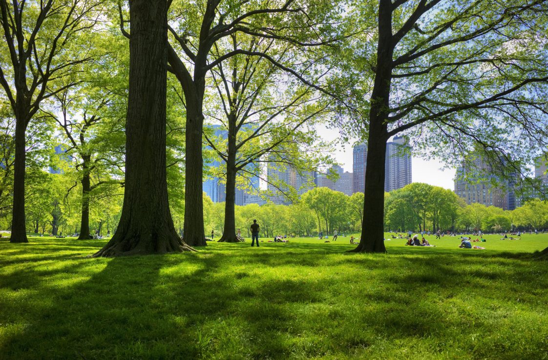 Figure 1. Central Park in New York City is an urban forest ecosystem that provides habitat to several living organisms, while enhancing the life quality of New York residents by providing several opportunities for recreation.