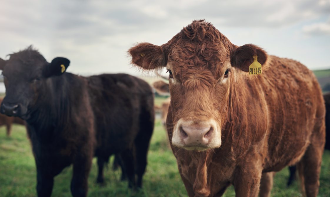 A black and a red beef animal looking into the camera.