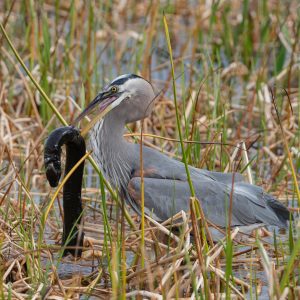 Great blue heron eating a greater siren.