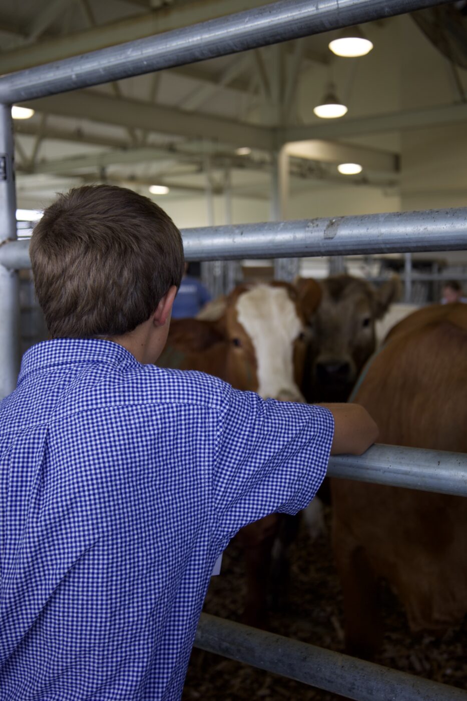 A back of a 4-H member looking into a cattle pen and resting his arm on the gate.