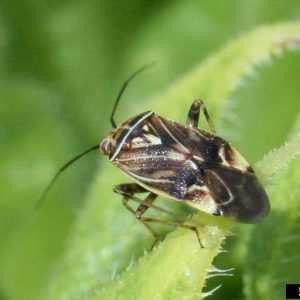 Tarnished plant bug (Lygus lineolaris) (Palisot).