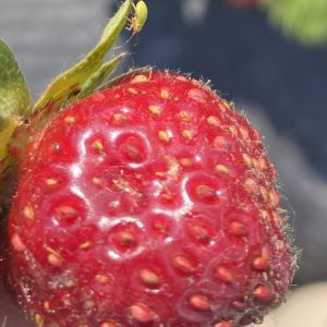 A strawberry with damage from tarnished plant bugs.