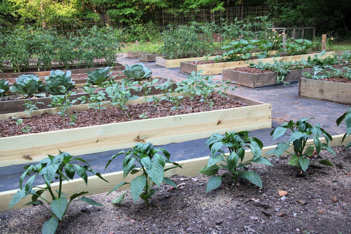 A garden with more than 10 raised beds in it.