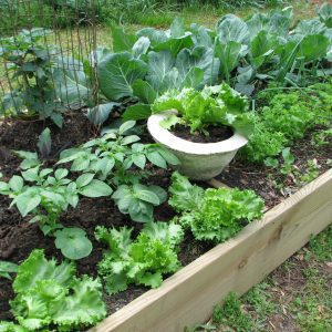 A raised bed garden with different plants.