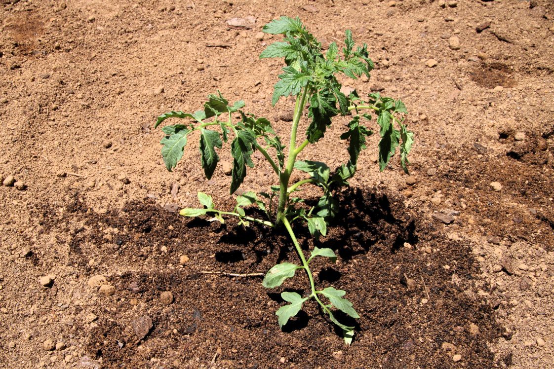 A planted tomato plant.