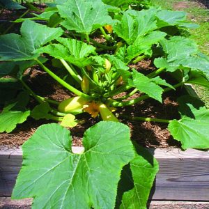 A squash plant in a raised bed.
