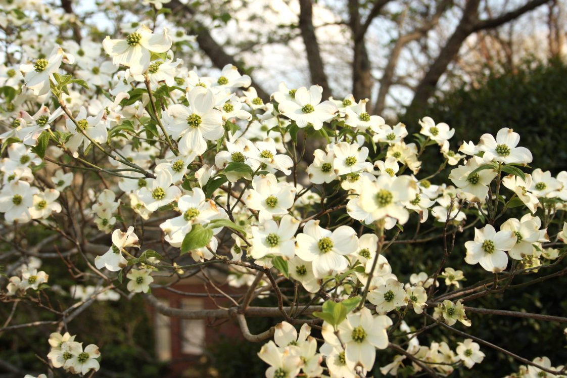 A flowering dogwood tree in full bloom.