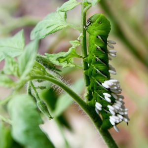A parasitized tomato hornworm.