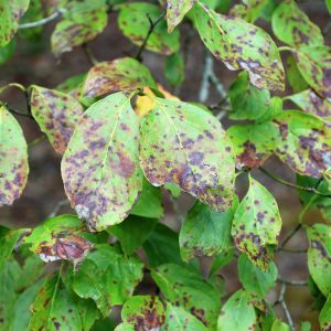 Dogwood leaves in decline