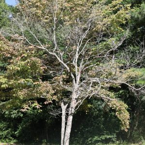 Dying dogwood tree