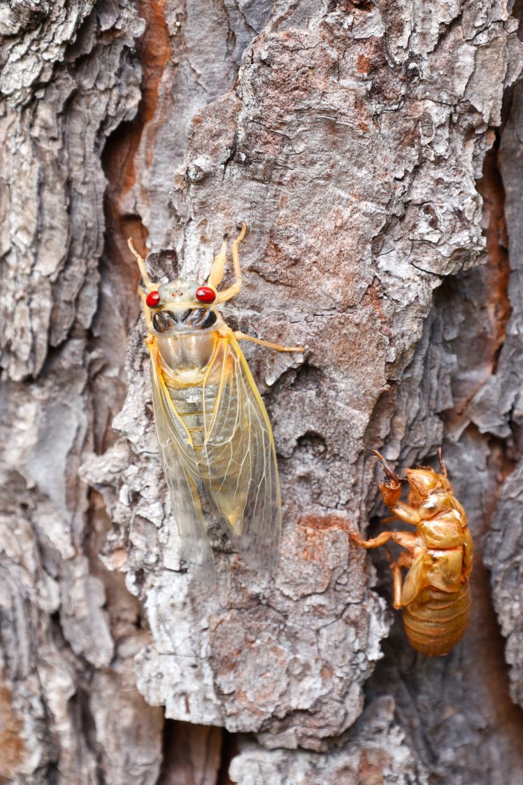 A cicada and its exoskeleton on a tree. 
