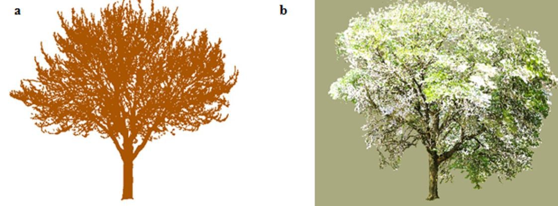 Figure 2. Digital representations of (a) the laser point cloud of an urban red oak (Acer rubrum) tree that was laser scanned without leaves (the point cloud has been artificially colored brown and consists of eight million laser points); (b) the laser point cloud of an urban honey locust (Gleditsia triacanthos) tree that was laser scanned during the leaf on period (the point cloud consists of twenty million laser points). These point clouds depict tree structure in great detail in three dimensions (although they are presented in two dimensions here).