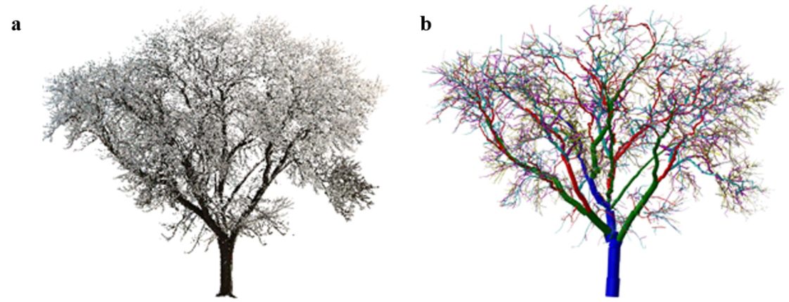 Figure 3. Digital representation of an urban honey locust (Gleditsia triacanthos) tree showing (a) the laser point cloud without leaves; (b) the generated tree model with cylinders fitted to the point cloud. Cylinder colors denote different tree parts (i.e., blue is main stem, green is first order branches attached to the main stem, red is second order branches attached to the first order branches, etc.).