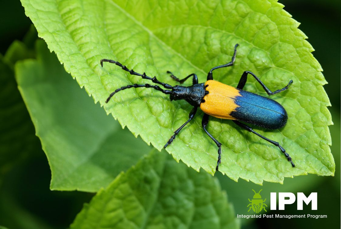 An elderberry borer resting on a leaf.