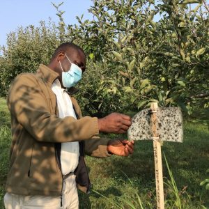 Inspection of traps for insects.