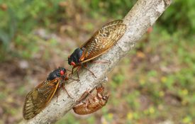 Two cicadas sitting on a branch with an exoskeleton.