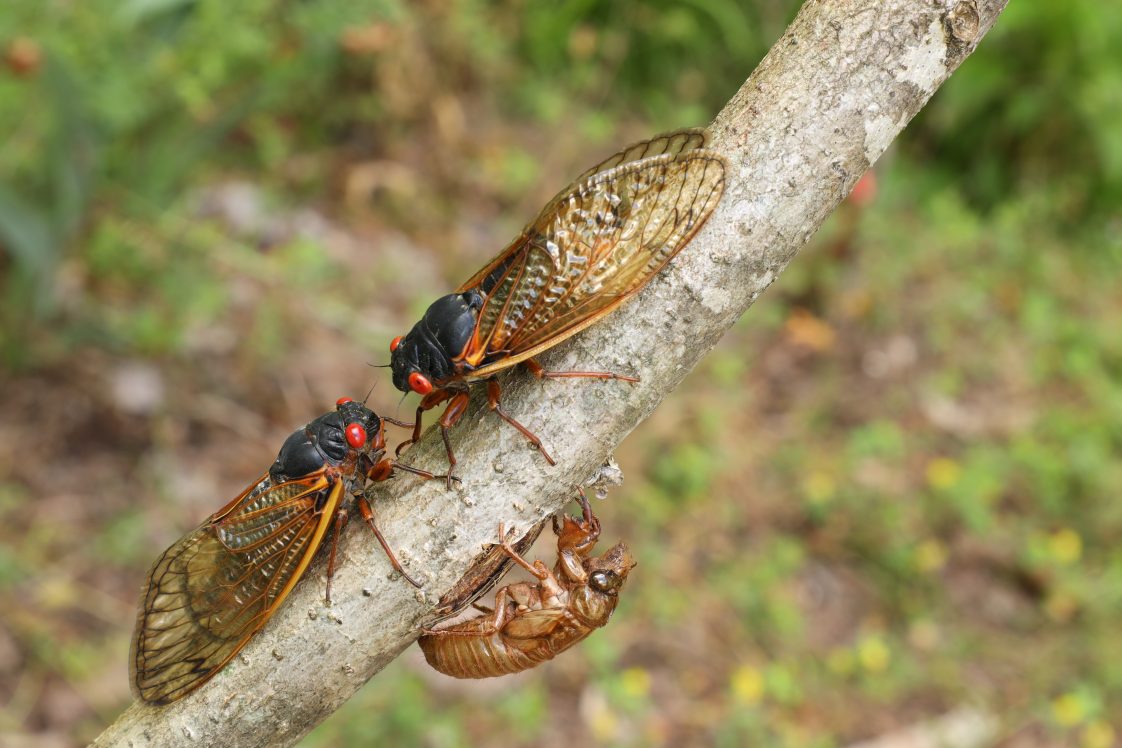 Two cicadas sitting on a branch with an exoskeleton.