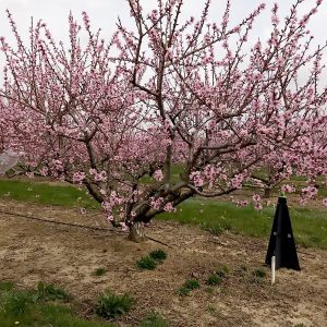 Monitoring of plum curculio using black pyramid trap in peach orchards.