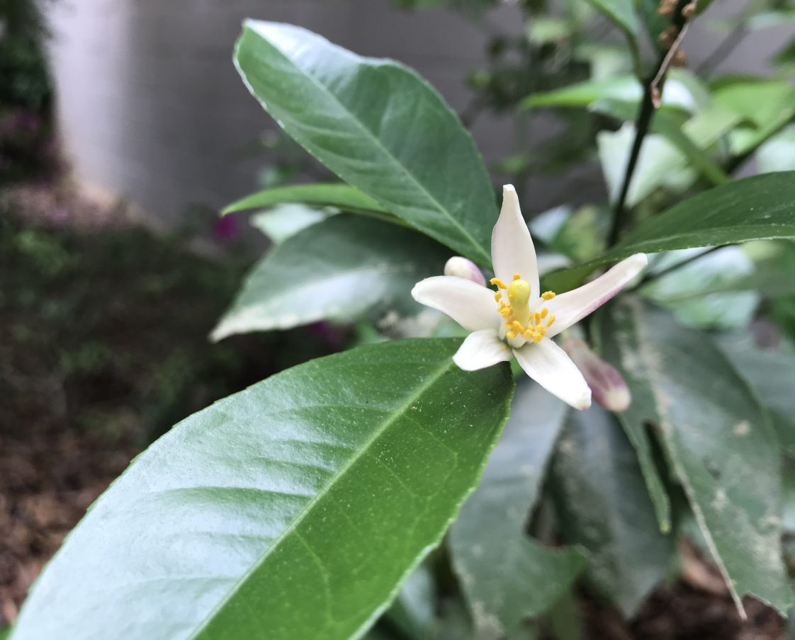 meyer lemon bloom