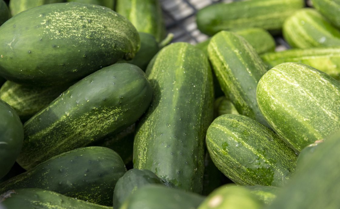 a pile of cucumbers